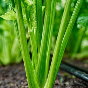 Pu&ograve; includere: Una pianta di sedano di un verde vivace che cresce direttamente dal terreno scuro e umido. La pianta presenta molteplici steli lunghi, eretti e costoluti che emergono da una base centrale, con foglie testurizzate di colore verde chiaro.