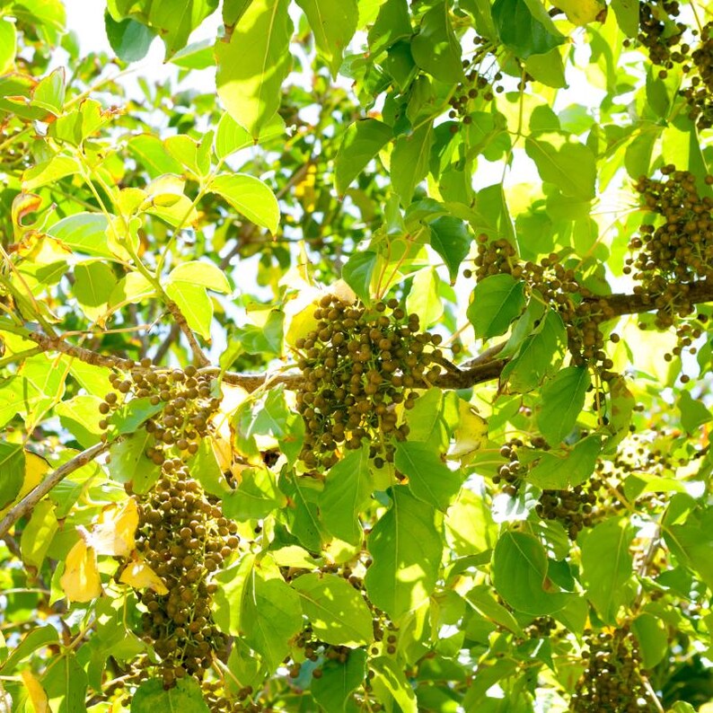 以下が含まれることがあります： 鮮やかな緑色の楕円形の葉と、小さな丸い茶緑色の実が密集した房でいっぱいの密な木の枝。木漏れ日が葉の間から差し込み、葉の質感と果実の房を際立たせています。枝は全体に広がり、自然な成長の様子を見せています。