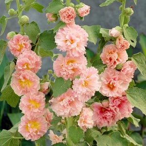 Peut inclure: Tiges de roses tr&eacute;mi&egrave;res hautes pr&eacute;sentant plusieurs couches de p&eacute;tales fronc&eacute;s couleur p&ecirc;che douce avec des c&oelig;urs jaune vif. Les fleurs sont dispos&eacute;es verticalement le long de tiges vertes, accompagn&eacute;es de grandes feuilles vert clair textur&eacute;es et de boutons.