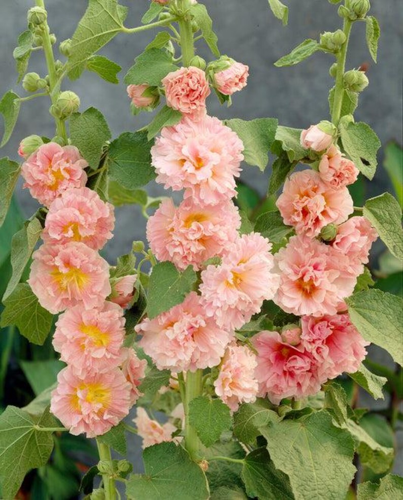 Peut inclure: Tiges de roses tr&eacute;mi&egrave;res hautes pr&eacute;sentant plusieurs couches de p&eacute;tales fronc&eacute;s couleur p&ecirc;che douce avec des c&oelig;urs jaune vif. Les fleurs sont dispos&eacute;es verticalement le long de tiges vertes, accompagn&eacute;es de grandes feuilles vert clair textur&eacute;es et de boutons.