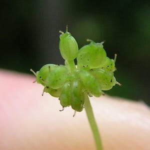 Puede incluir: Un racimo de peque&ntilde;as vainas de semillas de color verde claro y forma ovalada, dispuestas en un patr&oacute;n radial sobre un tallo fino de color verde claro. Cada vaina presenta una superficie lisa y ligeramente transl&uacute;cida con estr&iacute;as.