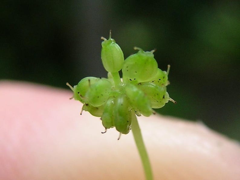 Puede incluir: Un racimo de peque&ntilde;as vainas de semillas de color verde claro y forma ovalada, dispuestas en un patr&oacute;n radial sobre un tallo fino de color verde claro. Cada vaina presenta una superficie lisa y ligeramente transl&uacute;cida con estr&iacute;as.