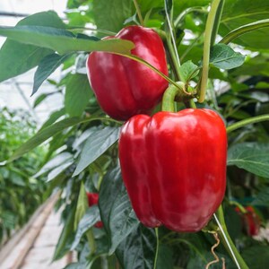 Más de 20 semillas de pimiento rojo dulce, Capsicum annuum, pimiento rojo, pimiento dulce suave. imagen 3