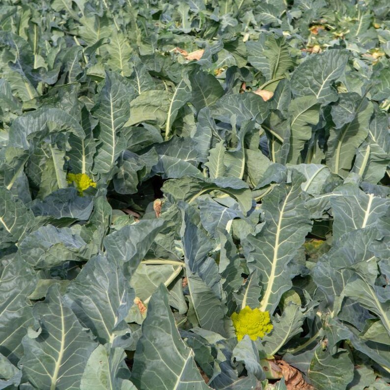Más de 100 semillas de coliflor romanesco, Brassica oleracea, coliflor romanesco, cabezas espirales de color verde lima. imagen 7