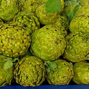 30+ Samen der Grünen Artischocke (Cynara scolymus, Grüne Artischocke, Grüne Knospen) Bild 2