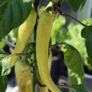 50+ Yellow chili pepper Seeds, Capsicum frutescens, Peppers image 6