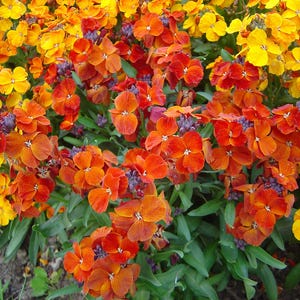 100+ English Wallflower Seeds, Erysimum Cheiri, Mixed Colors, Fragrant Spring Flowers, Cottage Garden image 3