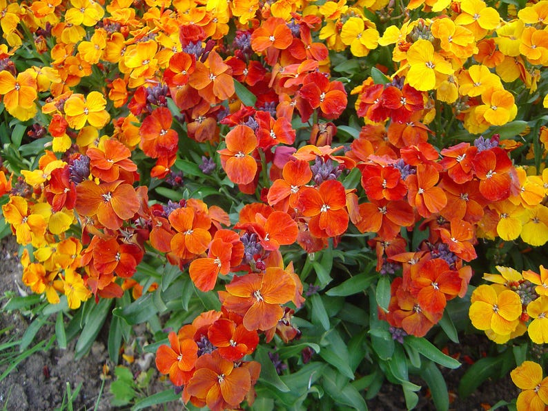 100+ English Wallflower Seeds, Erysimum Cheiri, Mixed Colors, Fragrant Spring Flowers, Cottage Garden image 3