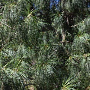 20-50 Samen der Himalaya-Kiefer (Excelsa-Kiefer, Weiße Butan-Kiefer, Pinus wallichiana) Bild 6
