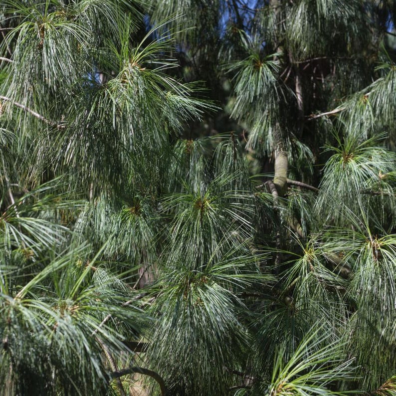 20-50 Samen der Himalaya-Kiefer (Excelsa-Kiefer, Weiße Butan-Kiefer, Pinus wallichiana) Bild 6