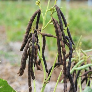 100-300 semillas de frijol mungo negro, Vigna radiata, Kali Mung, germinadas imagen 8