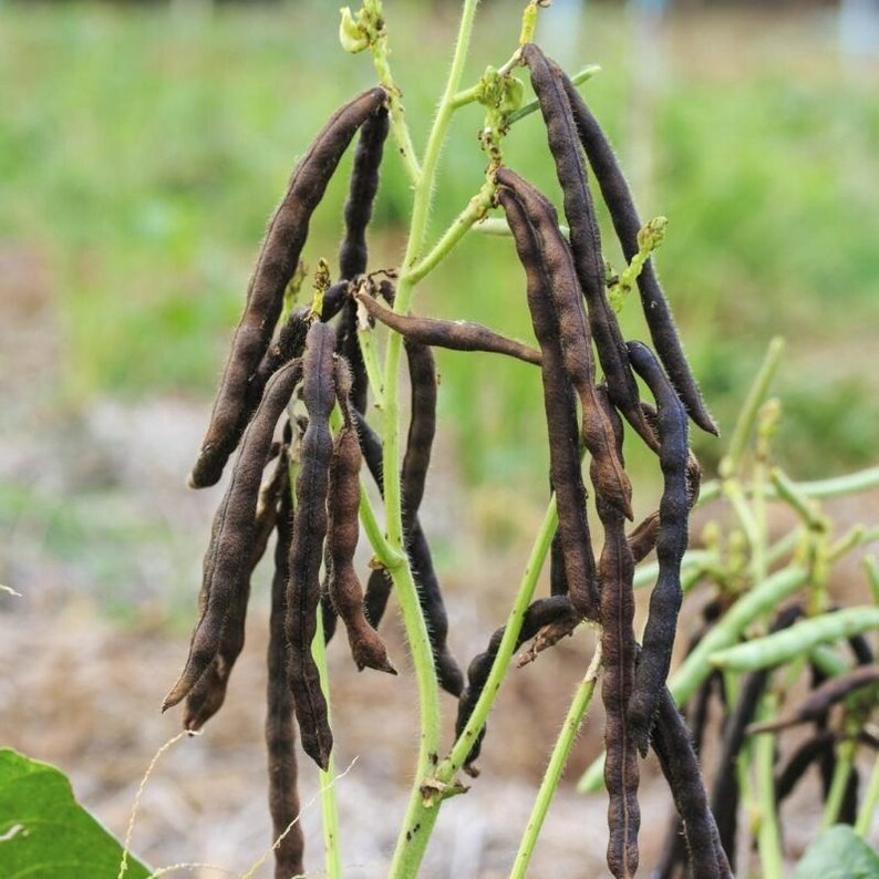 100-300 semillas de frijol mungo negro, Vigna radiata, Kali Mung, germinadas imagen 8