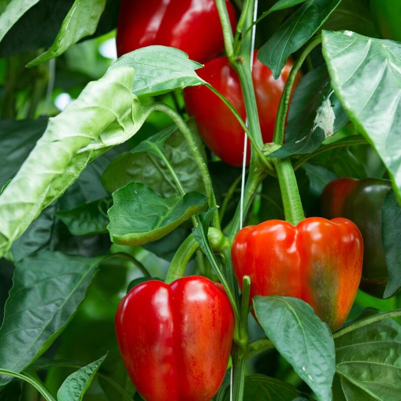 Más de 20 semillas de pimiento rojo dulce, Capsicum annuum, pimiento rojo, pimiento dulce suave. imagen 8