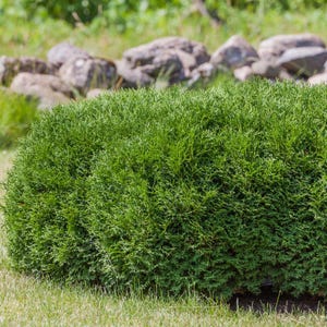 50-100 Samen der Orientalischen Lebensbaumart Thuja orientalis, Platycladus orientalis, Chinesischer Lebensbaum, Orientalische Thuja, Nadelbaumsamen Bild 9