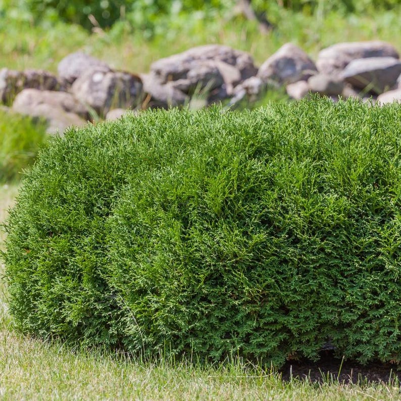 50-100 Samen der Orientalischen Lebensbaumart Thuja orientalis, Platycladus orientalis, Chinesischer Lebensbaum, Orientalische Thuja, Nadelbaumsamen Bild 9