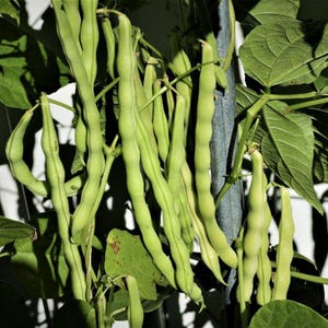 10-30 Sementes de Feijão Branco (Phaseolus vulgaris), Feijão Branco, Feijão Branco Pequeno imagem 6