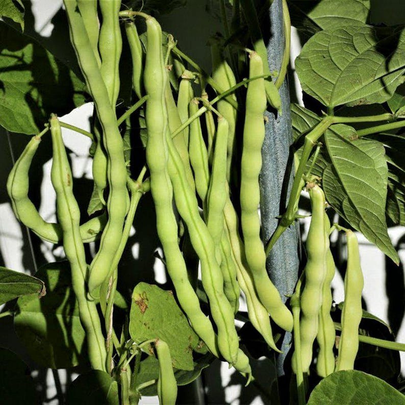 10-30 Sementes de Feijão Branco (Phaseolus vulgaris), Feijão Branco, Feijão Branco Pequeno imagem 6
