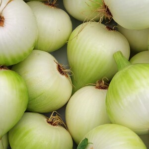 50+ White Onion Seeds, Allium cepa, Garden Vegetable image 5