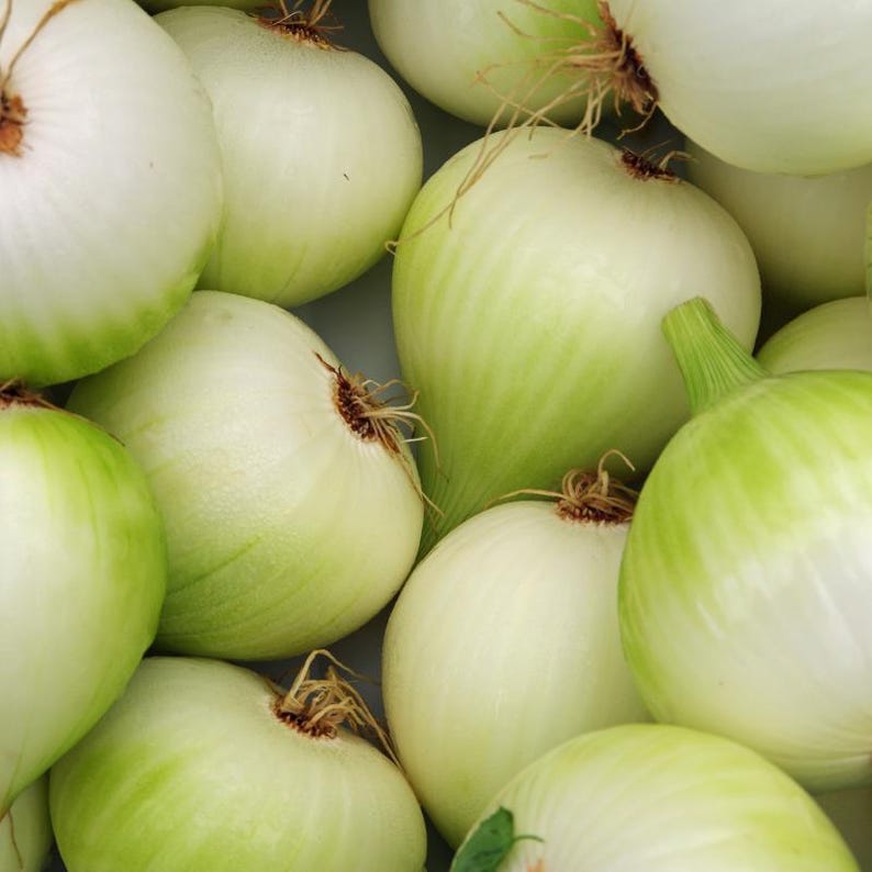 50+ White Onion Seeds, Allium cepa, Garden Vegetable image 5