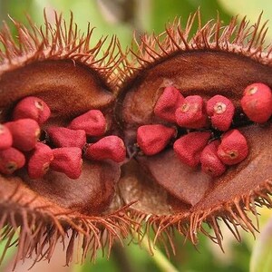 Peut inclure: Une gousse de graines de rocou ouverte avec une enveloppe ext&eacute;rieure brune en forme de c&oelig;ur couverte de pointes. L'int&eacute;rieur de la gousse est lisse et brun, contenant de nombreuses petites graines rouge vif regroup&eacute;es dans les deux moiti&eacute;s.
