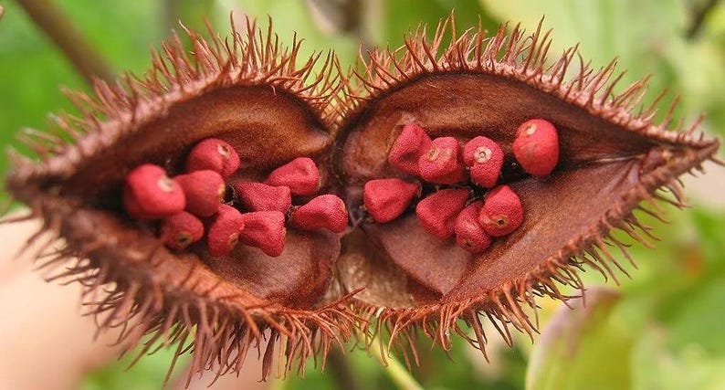Peut inclure: Une gousse de graines de rocou ouverte avec une enveloppe ext&eacute;rieure brune en forme de c&oelig;ur couverte de pointes. L'int&eacute;rieur de la gousse est lisse et brun, contenant de nombreuses petites graines rouge vif regroup&eacute;es dans les deux moiti&eacute;s.