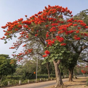 May include: A large, mature tree with a thick, textured trunk and wide-spreading branches covered in vibrant, bright orange-red flowers. The tree features dense green foliage, with some branches showing clusters of blossoms against a clear sky.