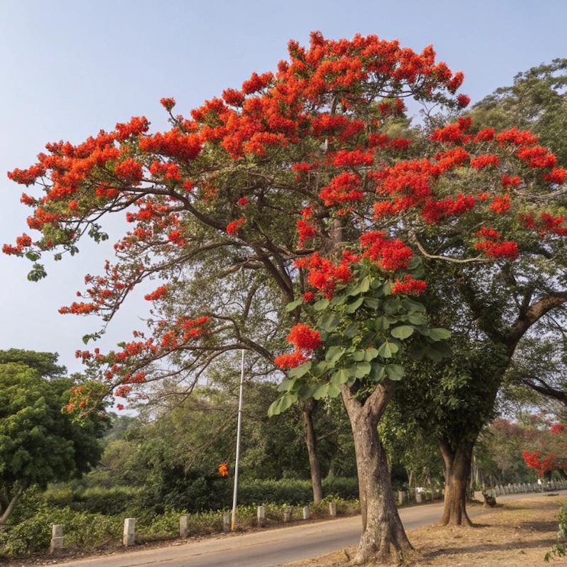 May include: A large, mature tree with a thick, textured trunk and wide-spreading branches covered in vibrant, bright orange-red flowers. The tree features dense green foliage, with some branches showing clusters of blossoms against a clear sky.