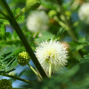 25-50 semi di Leucaena, Leucaena Leucocephala, Albero di piombo bianco, Subabul, Tamarindo selvatico, Semi di albero tropicale azotofissatore immagine 4