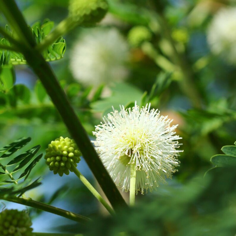 25-50 semi di Leucaena, Leucaena Leucocephala, Albero di piombo bianco, Subabul, Tamarindo selvatico, Semi di albero tropicale azotofissatore immagine 4
