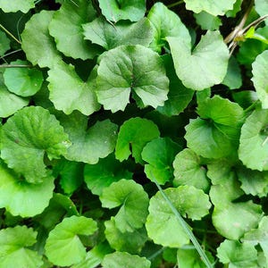 50-100 semillas de Gotu Kola, Centella Asiática, Pennywort Asiática, Pennywort India, Brahmi, semillas de hierbas imagen 7