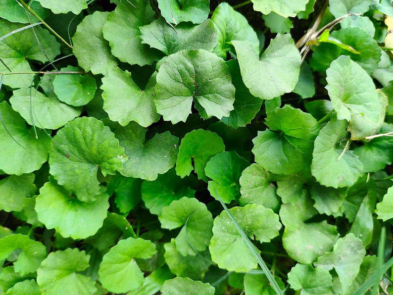 50-100 semillas de Gotu Kola, Centella Asiática, Pennywort Asiática, Pennywort India, Brahmi, semillas de hierbas imagen 7