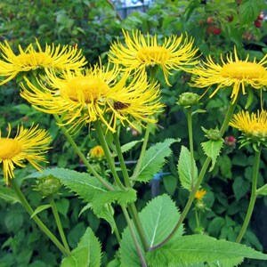 200+ nasion omanu wielkiego, Inula helenium, wysoka żółta roślina polna zdjęcie 2
