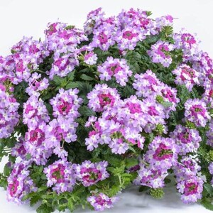 Peut inclure: Un bouquet dense de fleurs de verveine compos&eacute; de petites fleurs &agrave; cinq p&eacute;tales dans des tons de lavande clair et de magenta vif avec des centres blancs, sur un feuillage vert fonc&eacute; dentel&eacute;, le tout sur un fond blanc uni.