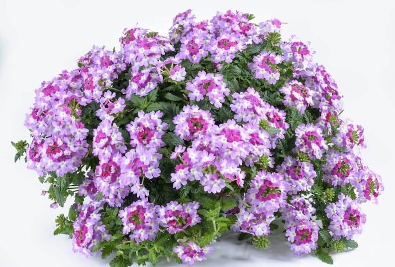 Peut inclure: Un bouquet dense de fleurs de verveine compos&eacute; de petites fleurs &agrave; cinq p&eacute;tales dans des tons de lavande clair et de magenta vif avec des centres blancs, sur un feuillage vert fonc&eacute; dentel&eacute;, le tout sur un fond blanc uni.