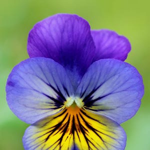 K&ouml;nnte beinhalten: Eine einzelne Stiefm&uuml;tterchenbl&uuml;te mit f&uuml;nf &uuml;berlappenden Bl&uuml;tenbl&auml;ttern. Die oberen zwei Bl&uuml;tenbl&auml;tter sind tiefviolett, w&auml;hrend die unteren drei von einem hellen Blau-Violett an den R&auml;ndern zu einer leuchtend gelben Mitte mit dunklen Adern verlaufen.