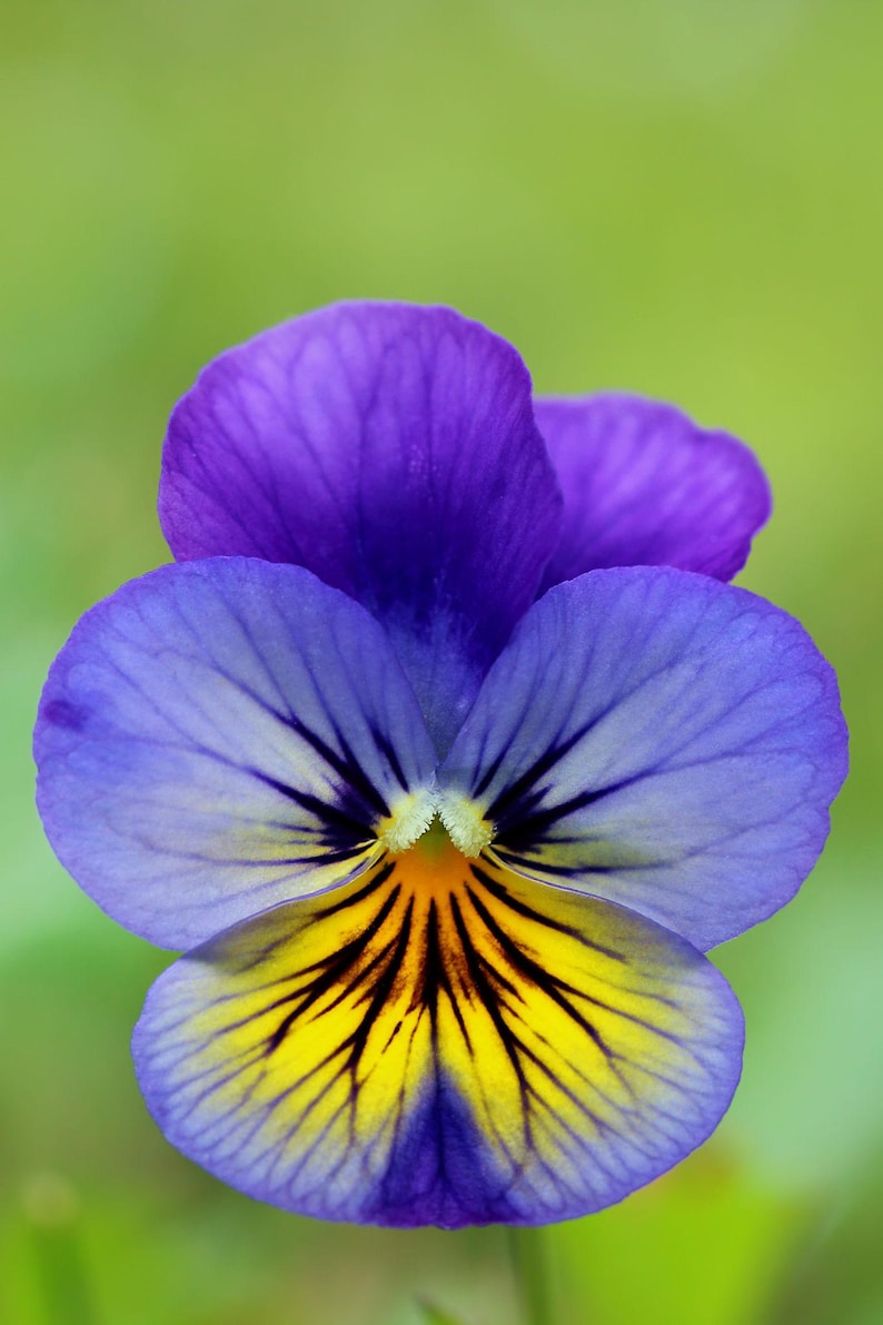 K&ouml;nnte beinhalten: Eine einzelne Stiefm&uuml;tterchenbl&uuml;te mit f&uuml;nf &uuml;berlappenden Bl&uuml;tenbl&auml;ttern. Die oberen zwei Bl&uuml;tenbl&auml;tter sind tiefviolett, w&auml;hrend die unteren drei von einem hellen Blau-Violett an den R&auml;ndern zu einer leuchtend gelben Mitte mit dunklen Adern verlaufen.