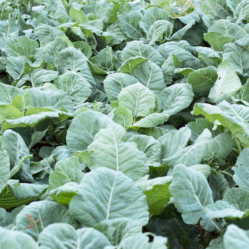 Puede incluir: Un campo denso de plantas de col de color verde vibrante con hojas anchas y rizadas con venas blancas prominentes. El follaje est&aacute; superpuesto y solapado, creando un patr&oacute;n texturizado en todo el marco del huerto.