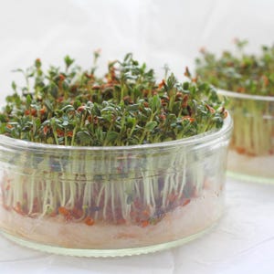 Meer dan 300 tuinkerszaadjes, Lepidium sativum, Halim, Microgreens kruiden afbeelding 10