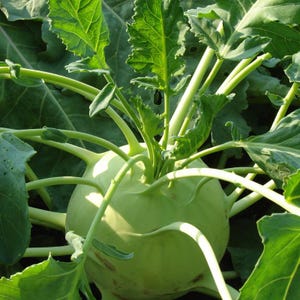 コールラビ（Brassica oleracea、ドイツカブ、根菜）の種100粒以上 画像 4