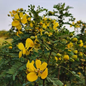 30-60 Tanner's Cassia Seeds, Senna Auriculata, Avaram Senna, Avaram, Yellow Flowering Shrub, Tropical Seeds image 11