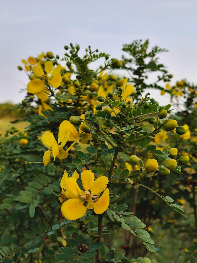 30-60 Tanner's Cassia Seeds, Senna Auriculata, Avaram Senna, Avaram, Yellow Flowering Shrub, Tropical Seeds image 11
