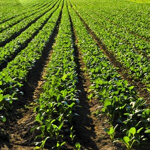Über 100 Samen der Russischen Goldrübe (Brassica rapa, Petrovsky-Wurzelgemüse). Bild 3