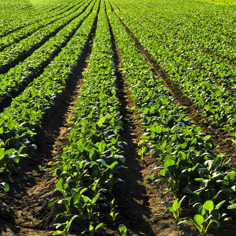 Über 100 Samen der Russischen Goldrübe (Brassica rapa, Petrovsky-Wurzelgemüse). Bild 3