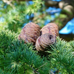 May include: Three brown, barrel-shaped cedar cones nestled among dense, vibrant green needle-like foliage. The cones exhibit a layered, woody texture with a smooth, rounded top surface, contrasting against the sharp, fine texture of the pine needles.