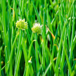 ネギの種30粒以上、学名：Allium fistulosum、白花ネギ 画像 4
