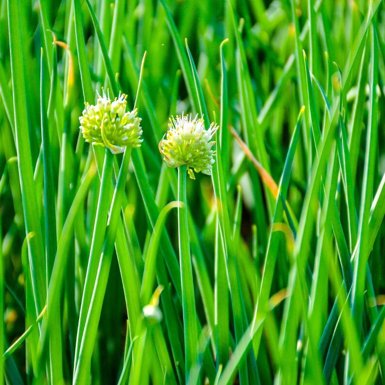 ネギの種30粒以上、学名：Allium fistulosum、白花ネギ 画像 4