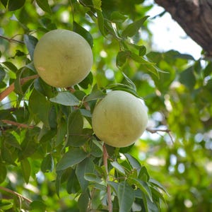 Pu&ograve; includere: Due frutti rotondi di mela di legno verde chiaro pendono dai rami di un albero. I frutti hanno una buccia liscia e soda, circondati da foglie verdi lussureggianti e da una spessa corteccia d'albero marrone e ruvida sui lati.