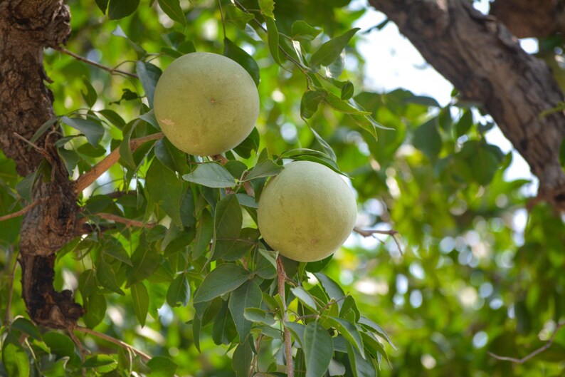 Pu&ograve; includere: Due frutti rotondi di mela di legno verde chiaro pendono dai rami di un albero. I frutti hanno una buccia liscia e soda, circondati da foglie verdi lussureggianti e da una spessa corteccia d'albero marrone e ruvida sui lati.