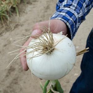 May include: A large, round white onion with a smooth, papery outer skin and a cluster of thin, light brown roots extending from the top. The onion is spherical in shape, featuring subtle vertical lines along its surface and a firm texture.