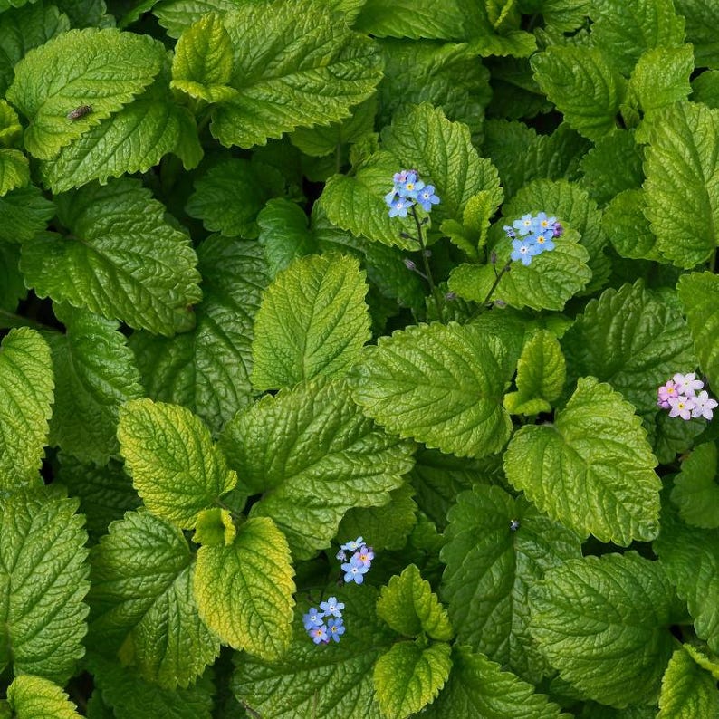 100+ Lemon Balm Seeds, Melissa officinalis, Sweet Lemon Herb, Fragrant Perennial Plant image 9